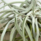Till. cacticola thin leaf silver