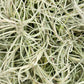 Till. usneoides x bandensis