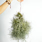 Till. usneoides x bandensis