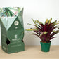 Vrie. sucreii variegata