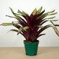 Vrie. sucreii variegata