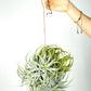 Till. cacticola bright leaf