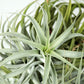 Till. cacticola bright leaf
