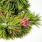 Till. ionantha