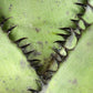 Neor. silvomontana