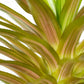 Neor. Burnsie's spiral