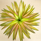 Neor. Burnsie's spiral