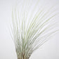 Till. juncea