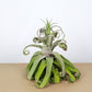 Till. streptophylla