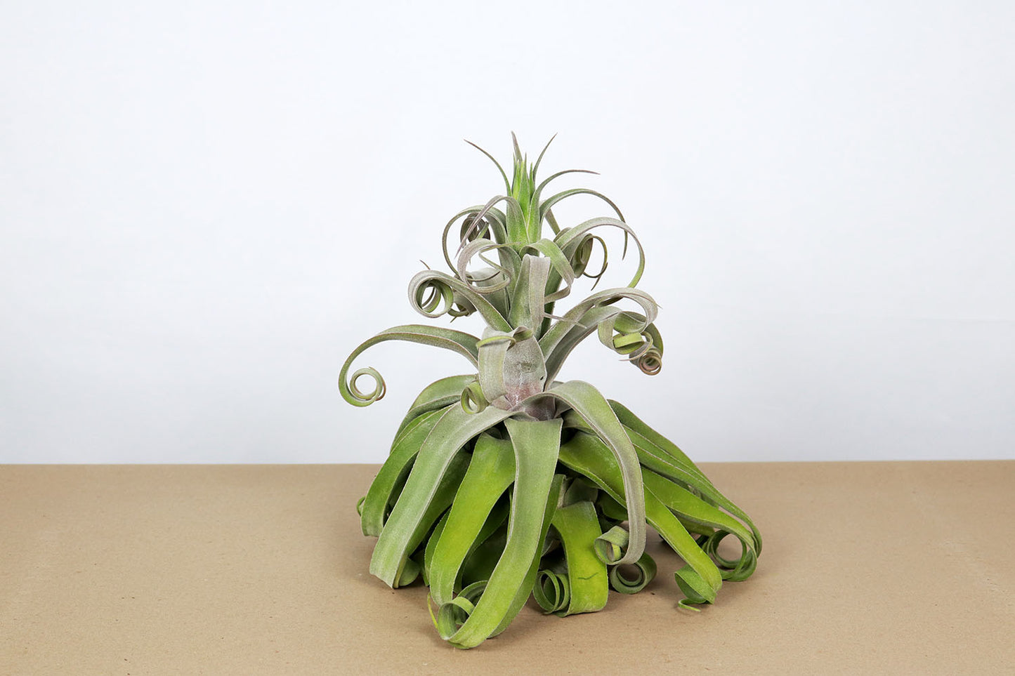 Till. streptophylla