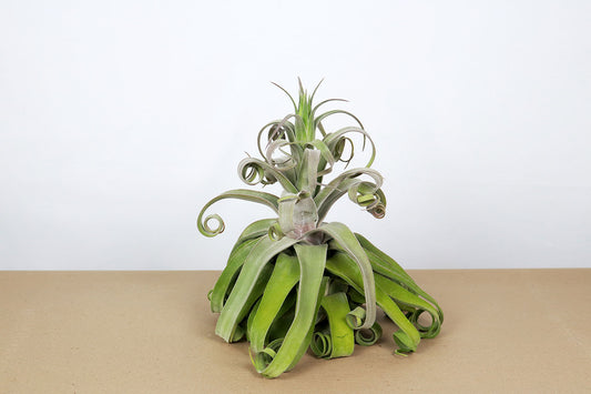 Till. streptophylla