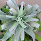 Till. streptophylla