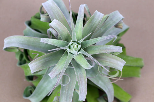 Till. streptophylla