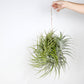 Till. cacticola bright leaf
