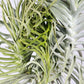 Till. cacticola bright leaf
