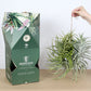 Till. cacticola bright leaf