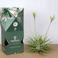 Till. cacticola thin leaf