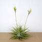 Till. cacticola thin leaf