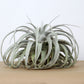 Till. xerographica