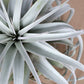 Till. xerographica