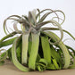 Till. streptophylla