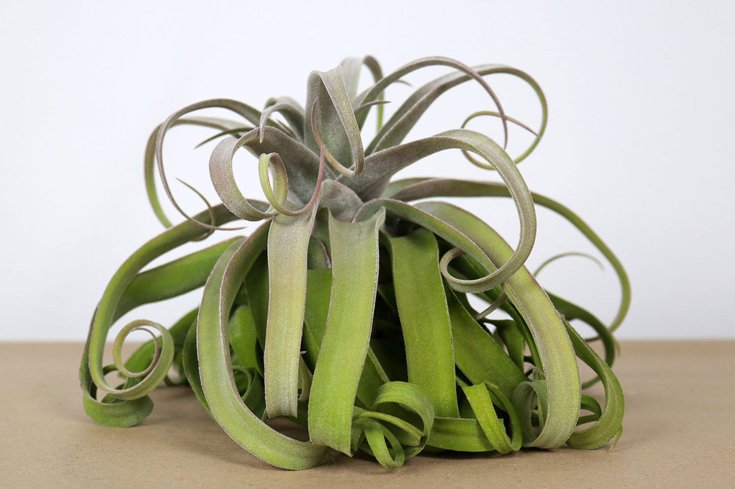 Till. streptophylla