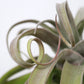 Till. streptophylla