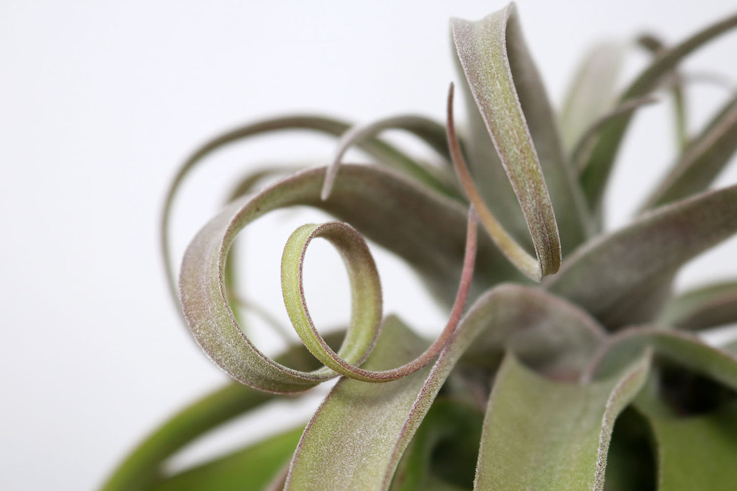 Till. streptophylla