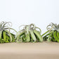 Till. streptophylla