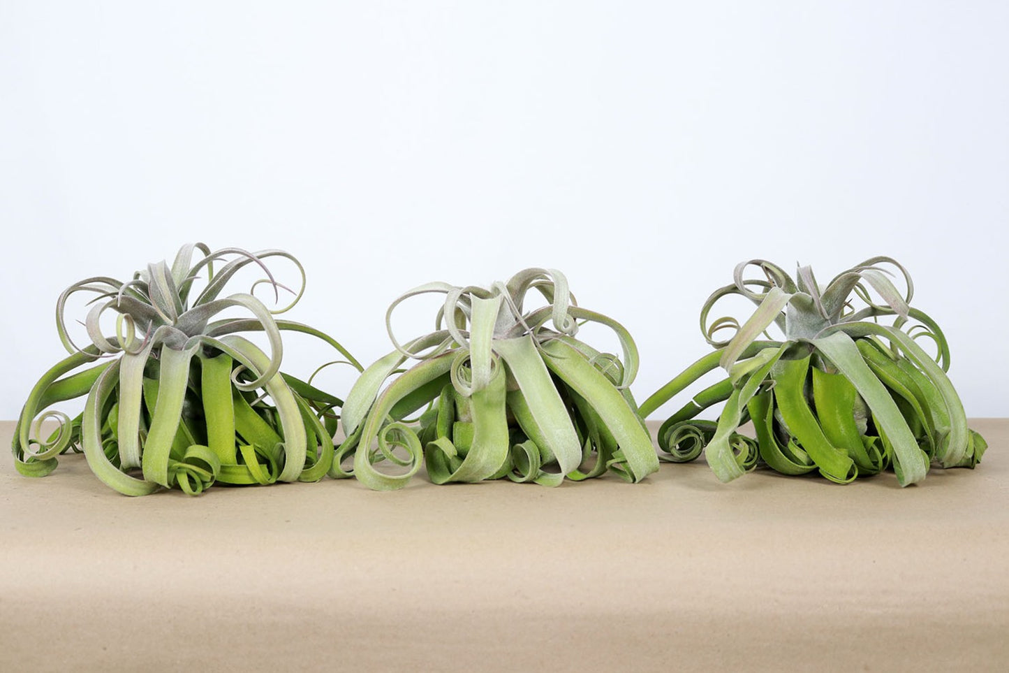 Till. streptophylla