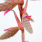 Till. Latifolia