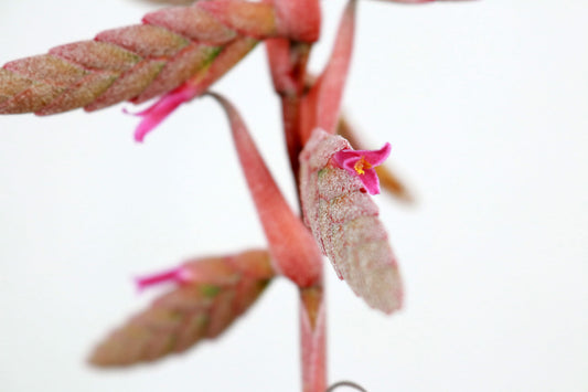 Till. Latifolia