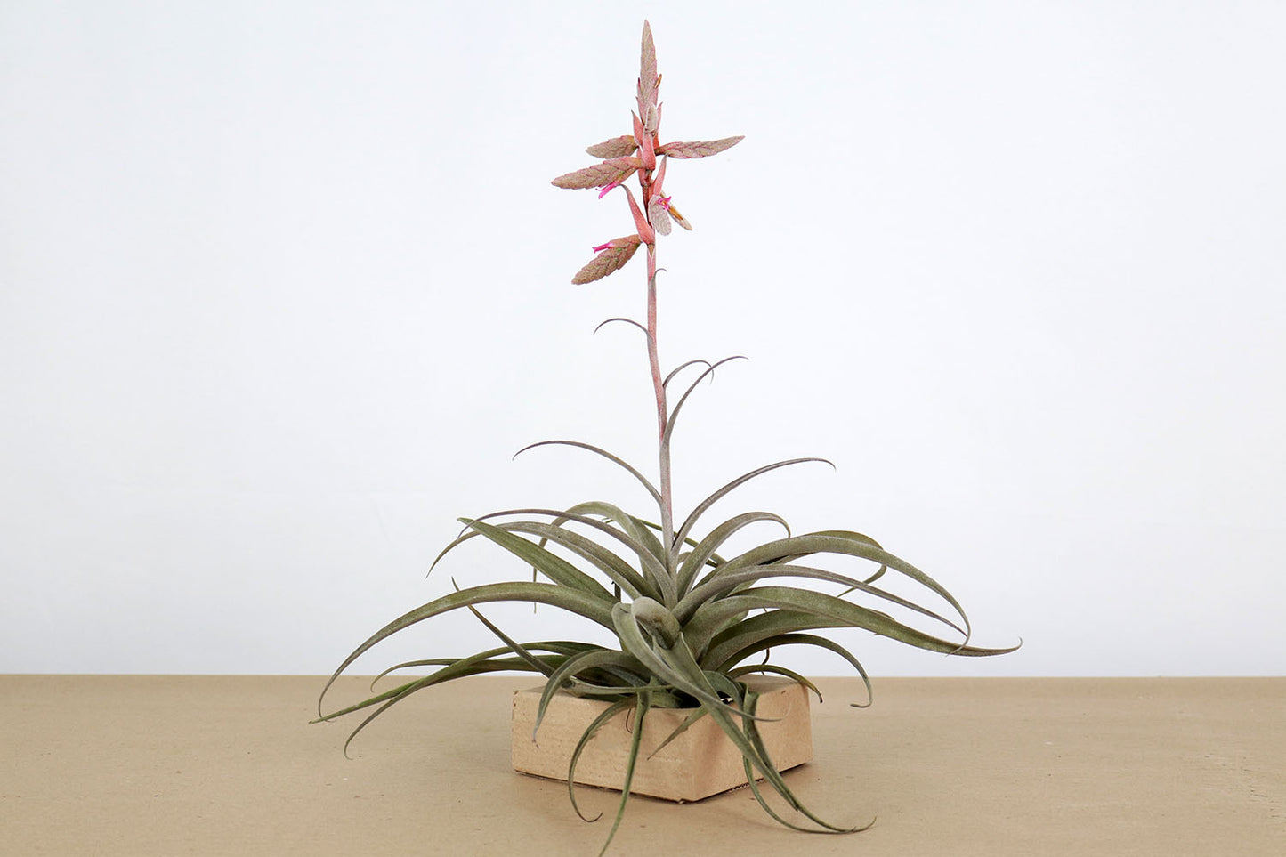 Till. Latifolia