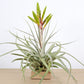 Till. xerographica x fasciculata