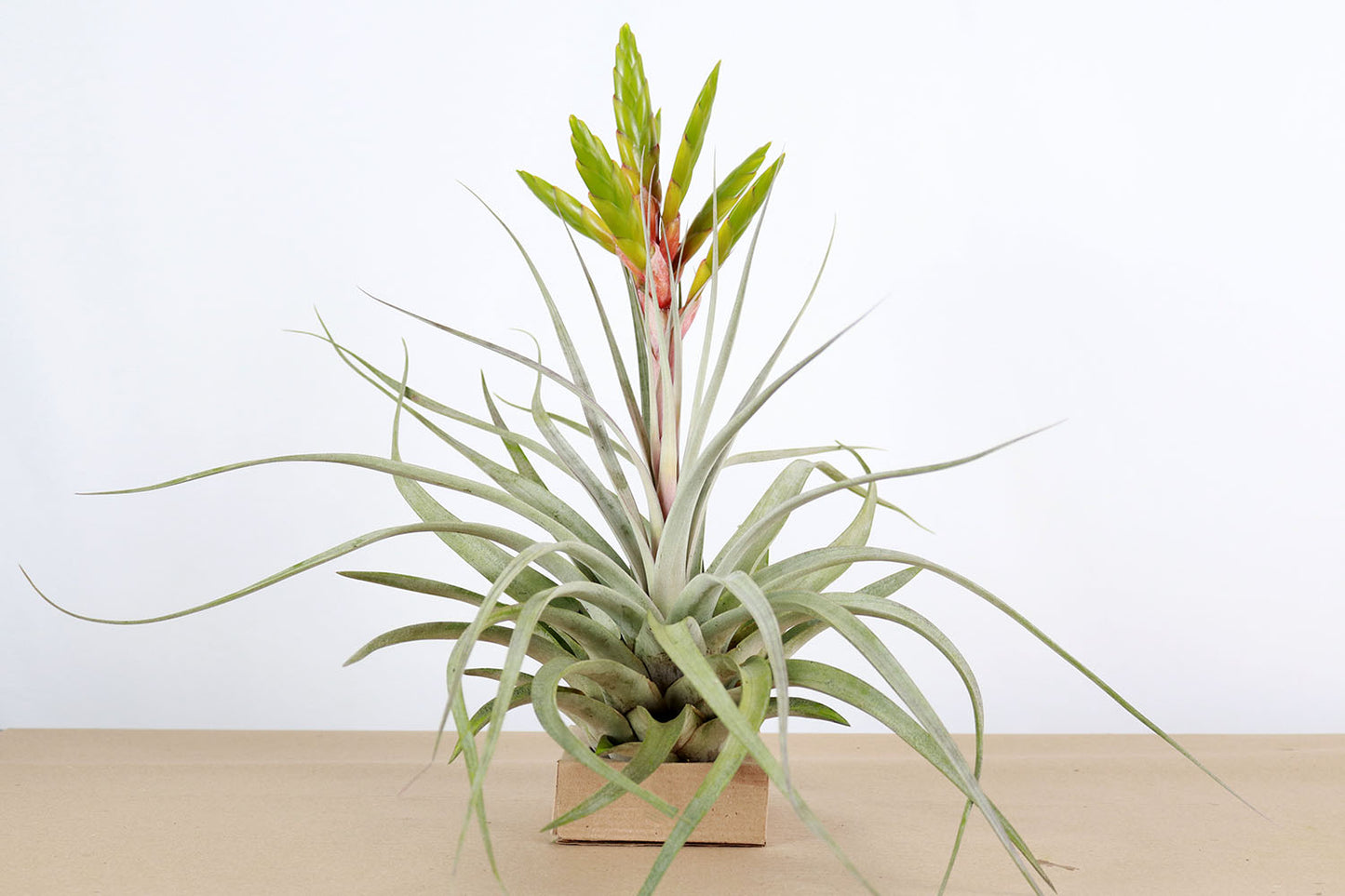 Till. xerographica x fasciculata