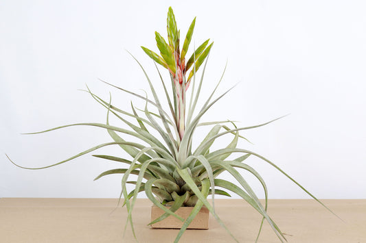 Till. xerographica x fasciculata