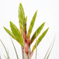Till. xerographica x fasciculata