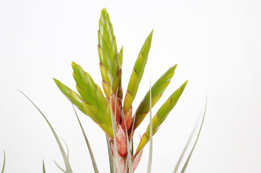 Till. xerographica x fasciculata
