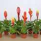 Colección de 6 Vrieseas de colores S