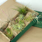 Colección de mini Tillandsias
