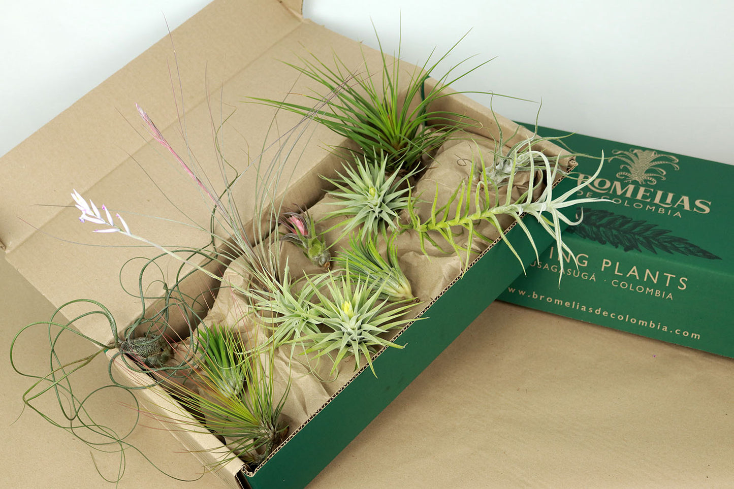 Colección de mini Tillandsias