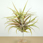 Till. capitata salmón L
