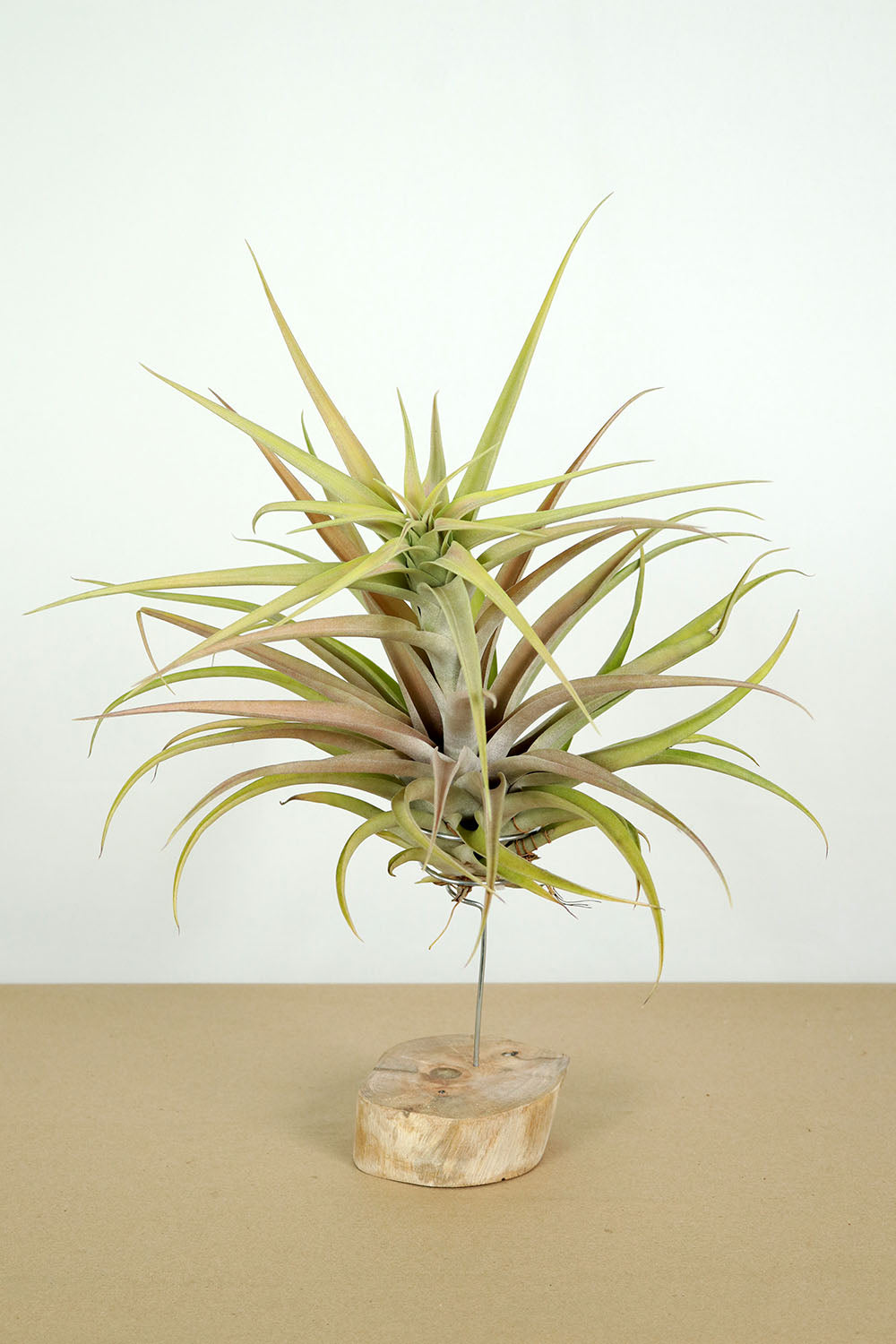 Till. capitata salmón L