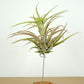 Till. capitata salmón M