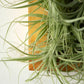 Cuadro vivo de Tillandsias