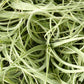 Cuadro vivo de Tillandsias