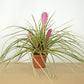 Till. cyanea variegata clump