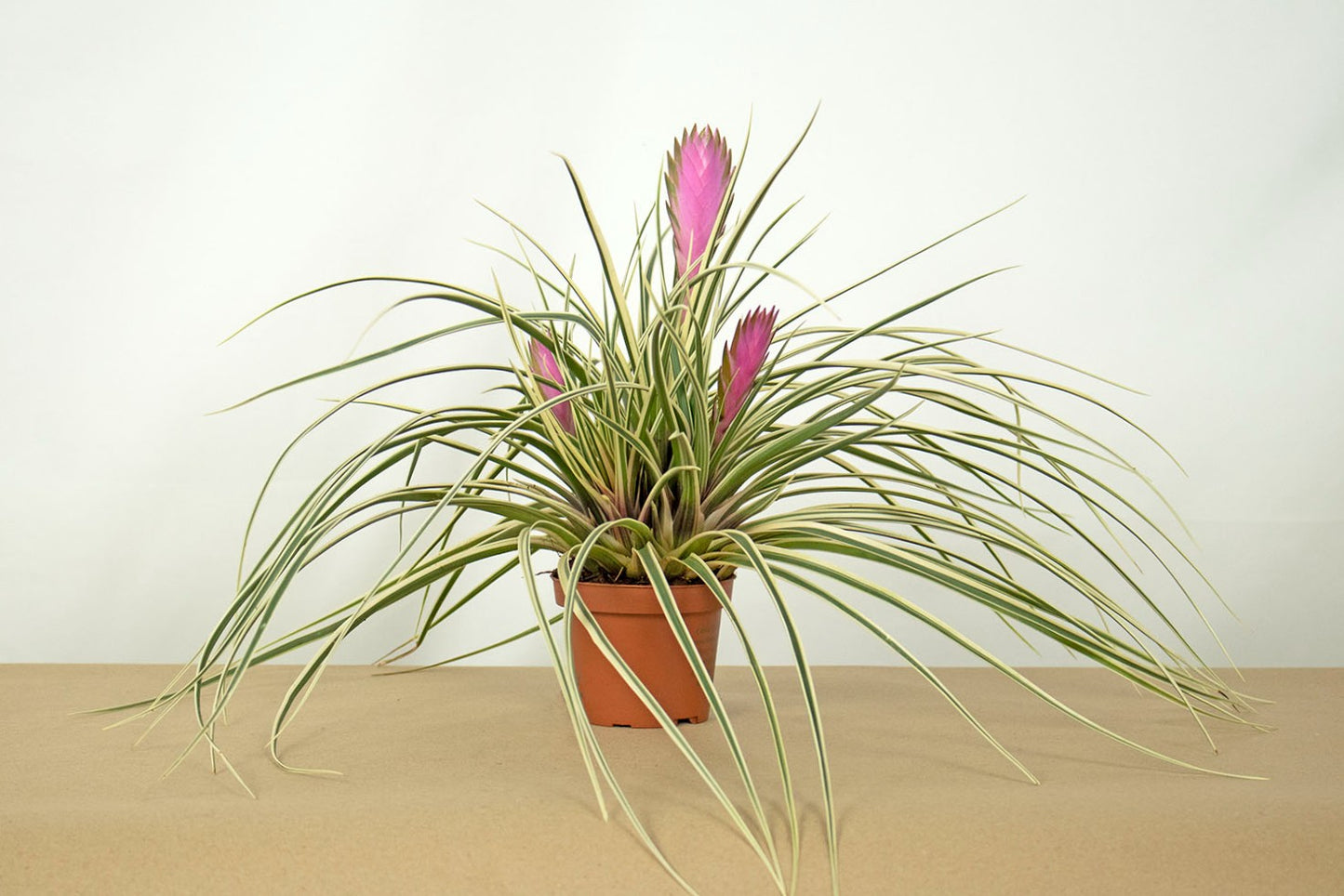 Till. cyanea variegata clump