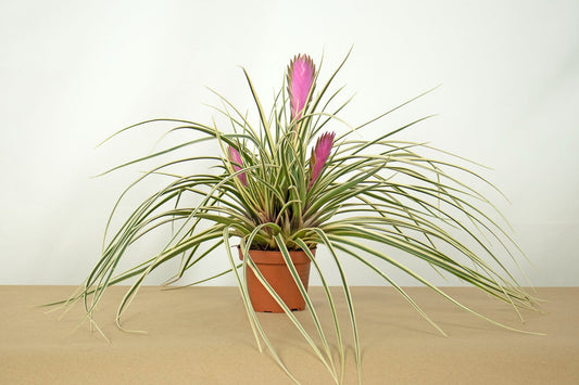 Till. cyanea variegata clump