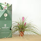 Till. cyanea variegata clump